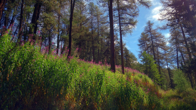 Обои картинки фото природа, лес, деревья