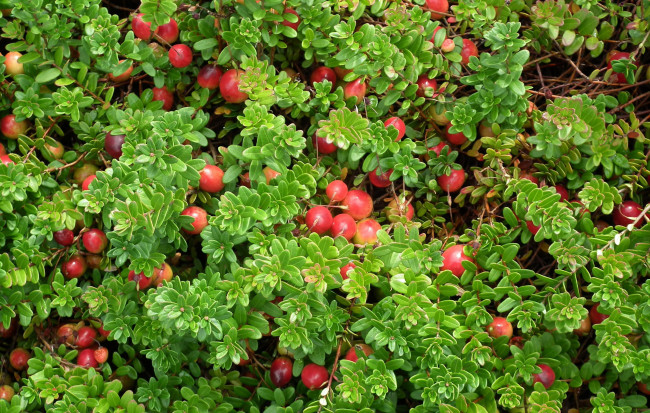 Обои картинки фото природа, Ягоды, клюква