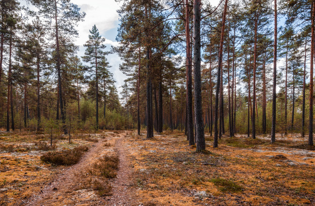 Обои картинки фото природа, лес, деревья