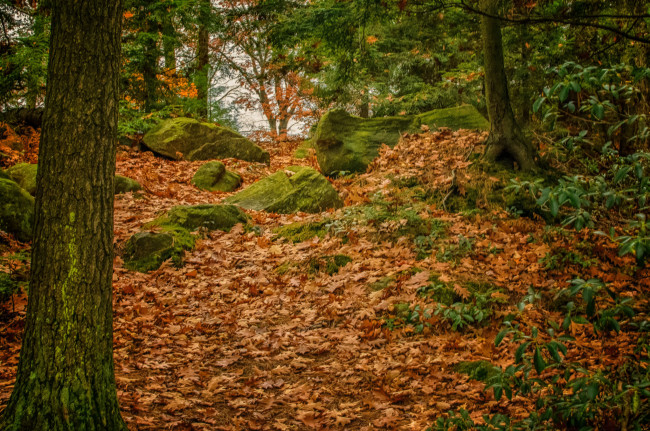 Обои картинки фото природа, лес, деревья