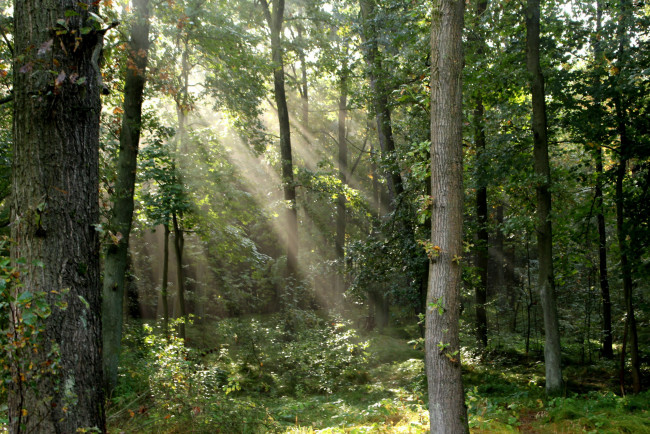 Обои картинки фото природа, лес, деревья