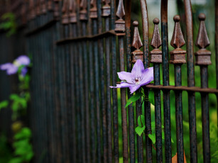 Картинка цветы клематис+ ломонос клематис