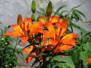 Картинка цветы лилии +лилейники оранжевый
