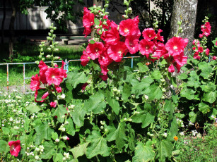 Картинка цветы мальвы розовый