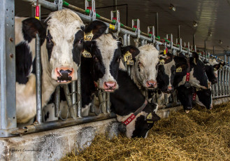 Картинка животные коровы +буйволы