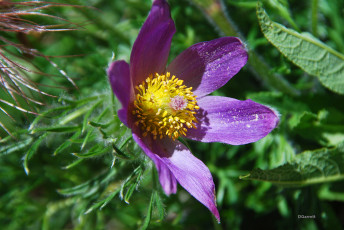 Картинка цветы анемоны +сон-трава цветок