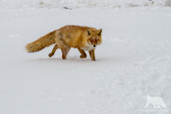 Картинка животные лисы лиса