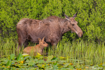 обоя животные, лоси