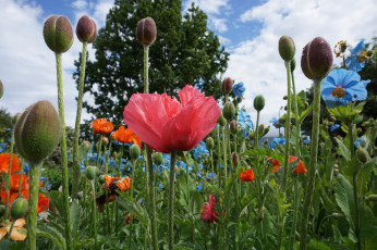 Картинка цветы луговые+ полевые +цветы луг