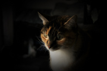 Картинка животные коты кошка