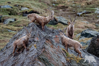 Картинка животные козы