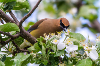 Картинка животные свиристели птичка