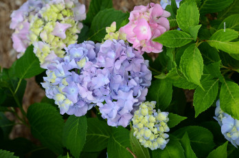 Картинка цветы гортензия