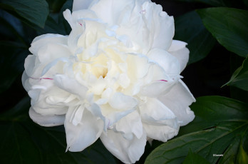 Картинка цветы пионы пион