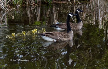 Картинка животные гуси