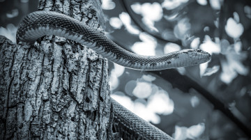 Картинка животные змеи +питоны +кобры змея