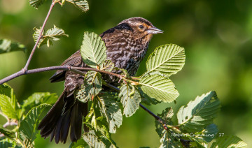 Картинка животные птицы птичка