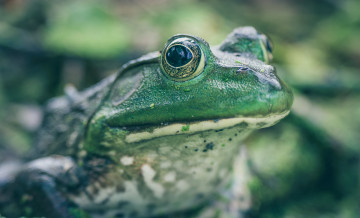 Картинка животные лягушки лягушка