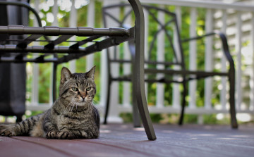 Картинка животные коты кот