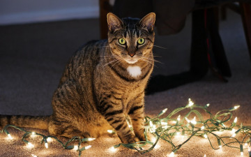 Картинка животные коты гирлянда взгляд