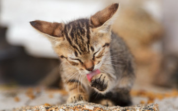 Картинка животные коты морда