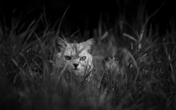 Картинка животные коты морда