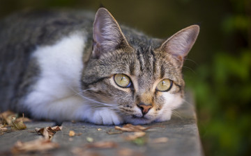 Картинка животные коты морда