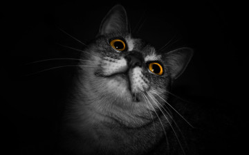 Картинка животные коты морда