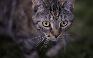 Картинка животные коты морда взгляд