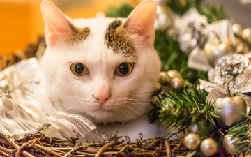 Картинка животные коты морда взгляд