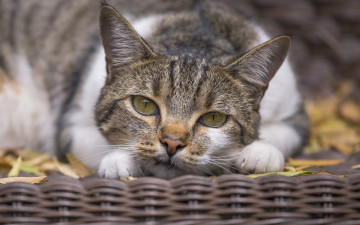 Картинка животные коты морда взгляд