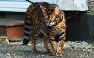 Картинка животные коты поводок