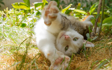 Картинка животные коты растения