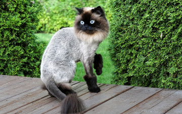 Картинка животные коты стиль стрижка кот