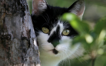 Картинка животные коты взгляд морда