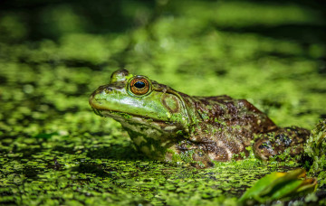 Картинка животные лягушки лягушка