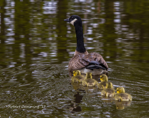 Обои картинки фото животные, гуси