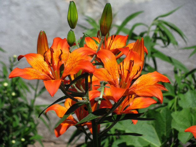 Обои картинки фото цветы, лилии,  лилейники, оранжевый