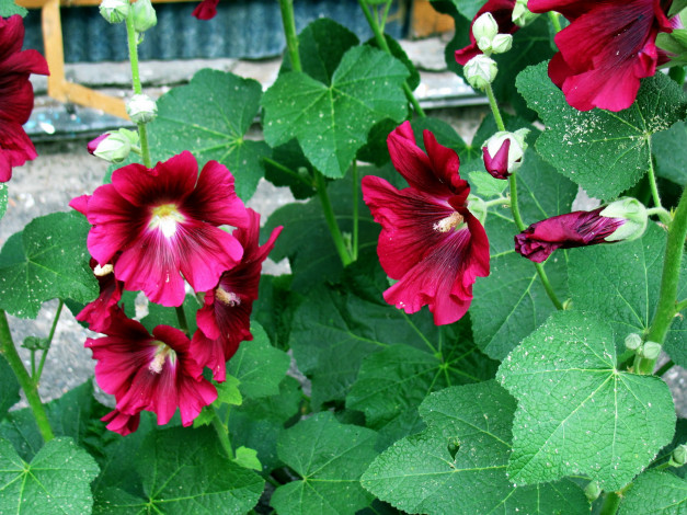 Обои картинки фото цветы, мальвы, бордо