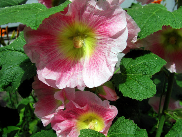 Обои картинки фото цветы, мальвы, макро