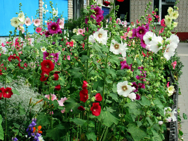 Обои картинки фото цветы, мальвы, много