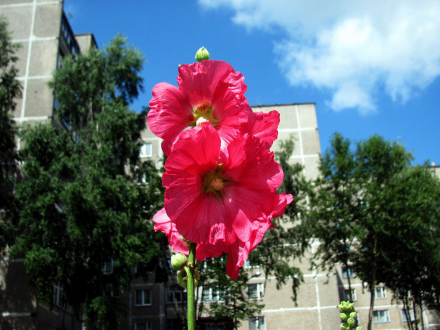 Обои картинки фото цветы, мальвы, розовый