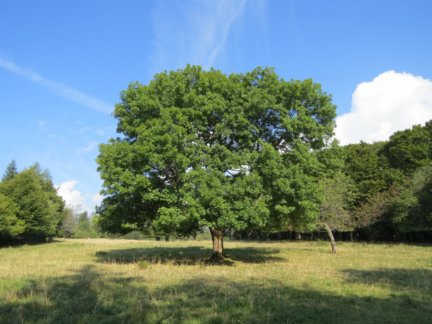 Обои картинки фото природа, деревья