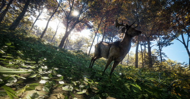 Обои картинки фото видео игры, the hunter, the, hunter