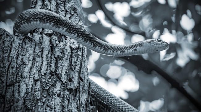 Обои картинки фото животные, змеи,  питоны,  кобры, змея