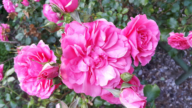 Обои картинки фото цветы, розы, розовый