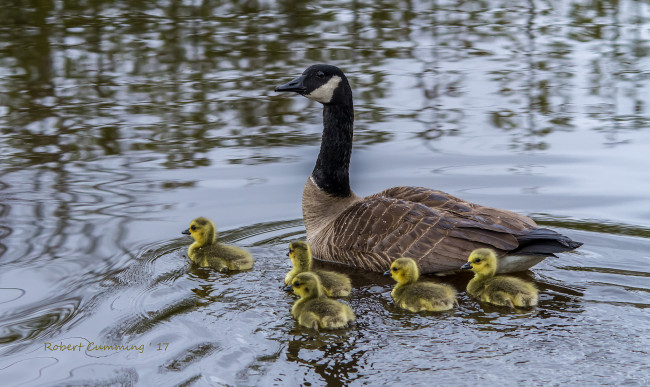 Обои картинки фото животные, гуси