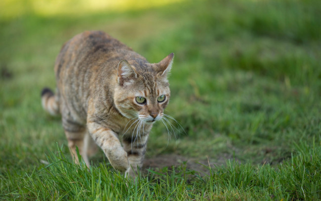 Обои картинки фото животные, коты, кошка, взгляд, лужайка