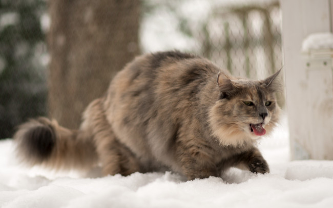 Обои картинки фото животные, коты, кошка, зима, язык