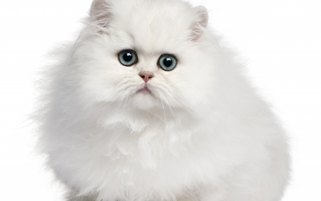 Обои картинки фото животные, коты, кот, белый, фон, кошка, котёнок